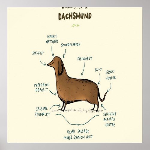 Anatomy of a Dachshund Poster