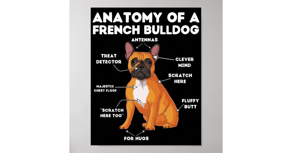 Anatomy of a French Bulldog Poster Zazzle