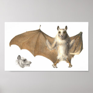 Anatomy of a Fruit Bat - Antique Engraving Poster