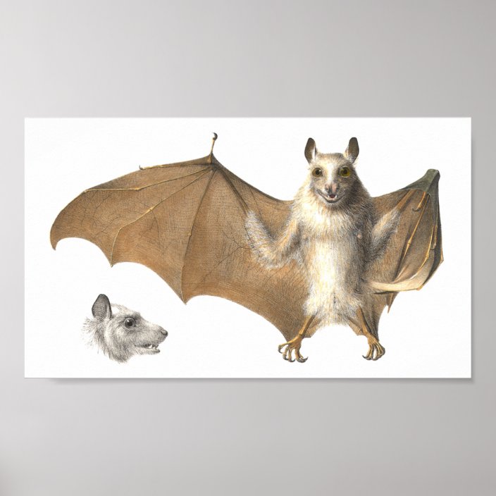 Anatomy of a Fruit Bat - Antique Engraving Poster | Zazzle.com