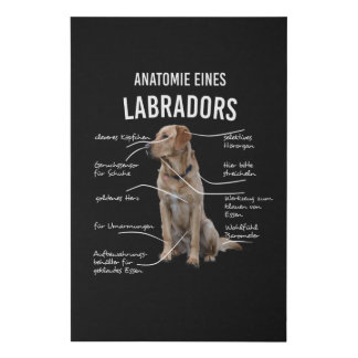 Anatomy Of A Funny Labrador Retriever Dog Faux Canvas Print