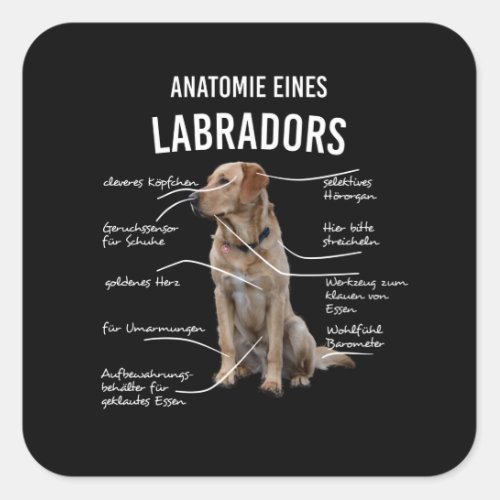 Anatomy Of A Funny Labrador Retriever Dog Square Sticker