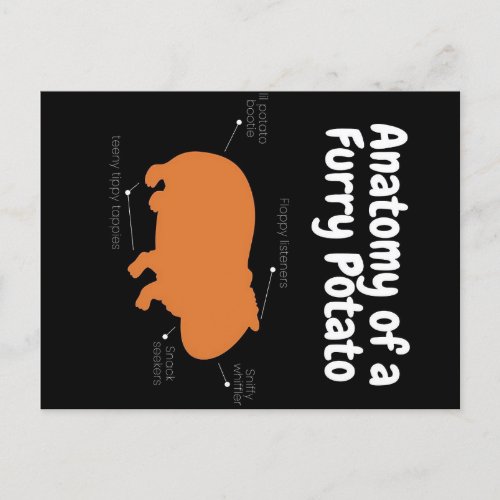 Anatomy Of A Furry Potato  Cute Guinea Pig Announcement Postcard