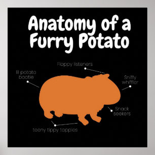Anatomy Of A Furry Potato Cute Guinea Pig Poster