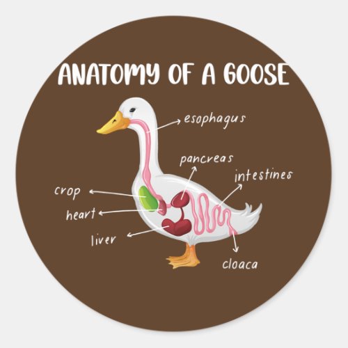 Anatomy Of A Goose Anatomical Doctor Veterinarian Classic Round Sticker