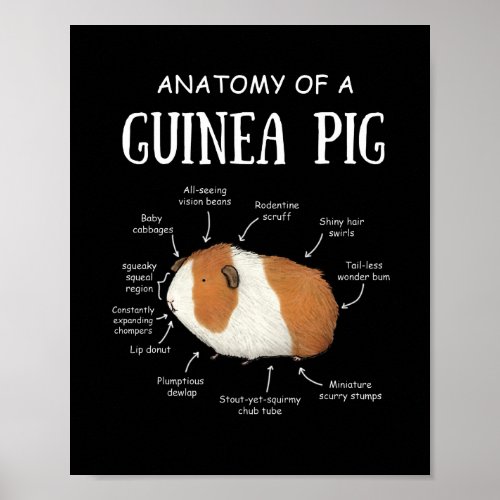 Anatomy Of A Guinea Pig Poster