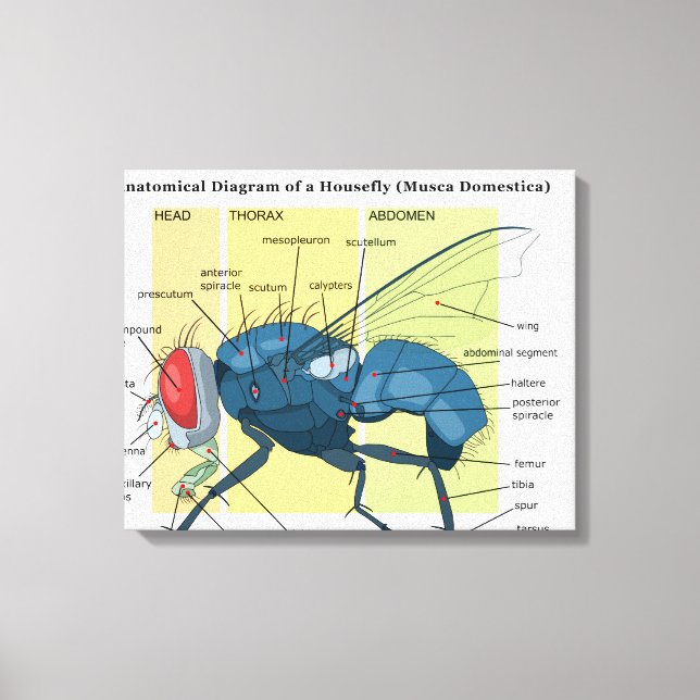 Anatomy of a Housefly Diagram Musca Domestica Canvas Print (Front)