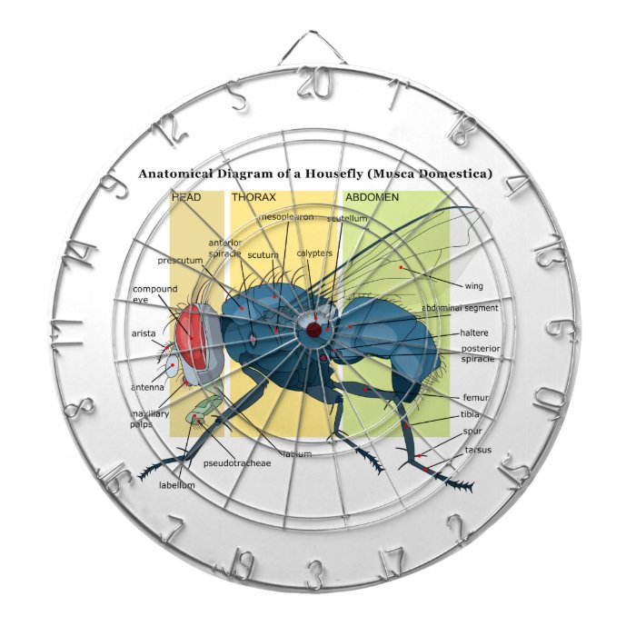 Anatomy of a Housefly Diagram Musca Domestica Dartboard