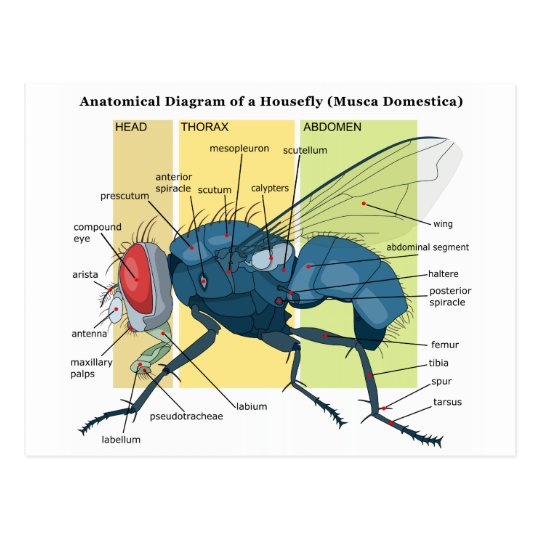 Anatomy of a Housefly Diagram Musca Domestica Postcard | Zazzle