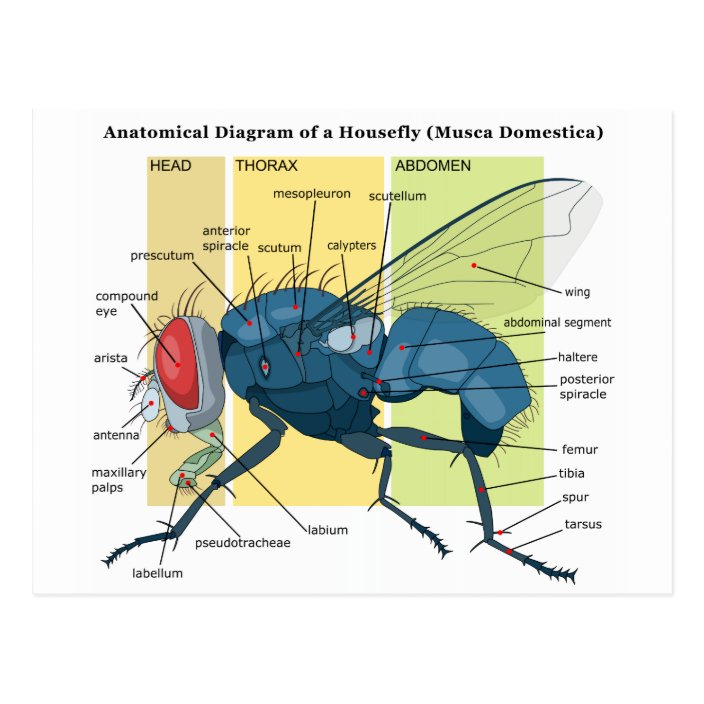 Which disease is caused by housefly picture