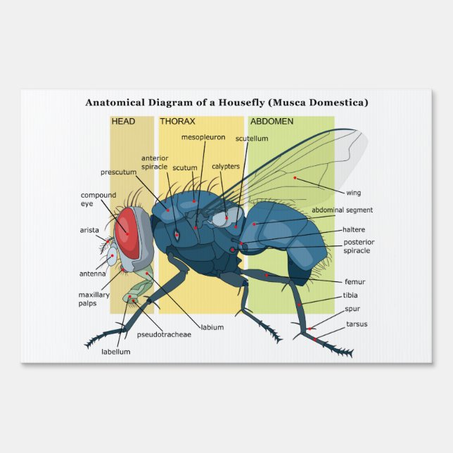 Anatomy of a Housefly Diagram Musca Domestica Sign (Back)