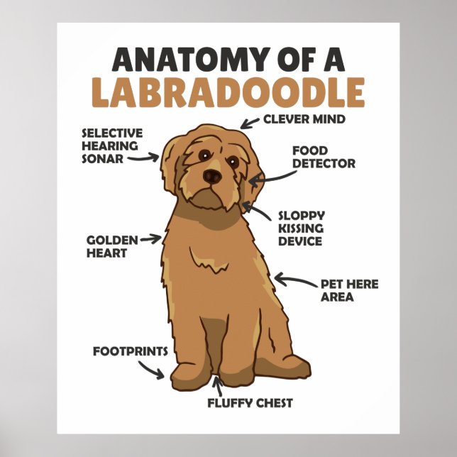 Anatomy Of A Labradoodle Cute Canine Puppy Poster (Front)