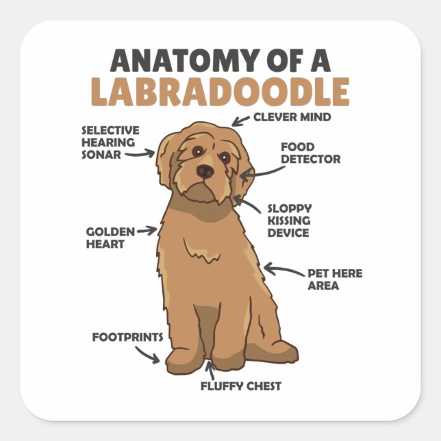 Anatomy Of A Labradoodle Cute Canine Puppy Square Sticker (Front)