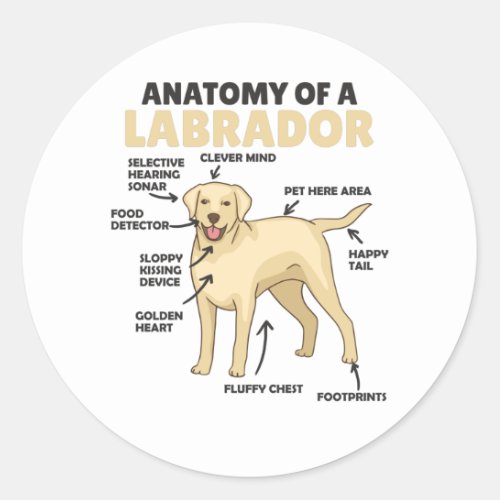 Anatomy Of A Labrador Retriever Sweet Dogs Classic Round Sticker