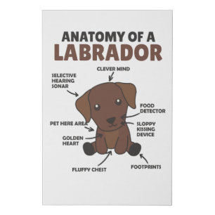 Anatomy Of A Labrador Retriever Sweet Dogs Faux Canvas Print