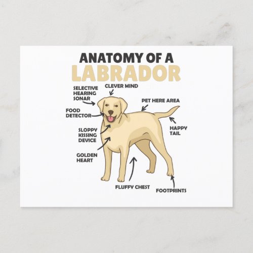 Anatomy Of A Labrador Retriever Sweet Dogs Postcard