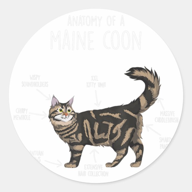 Anatomy of a Maine Coon Cat  Classic Round Sticker (Front)