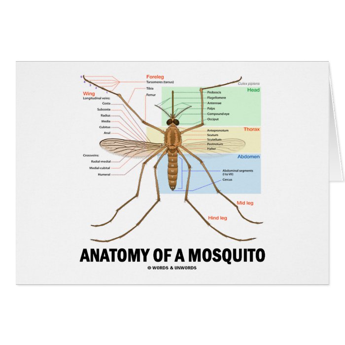 Anatomy Of A Mosquito Cards