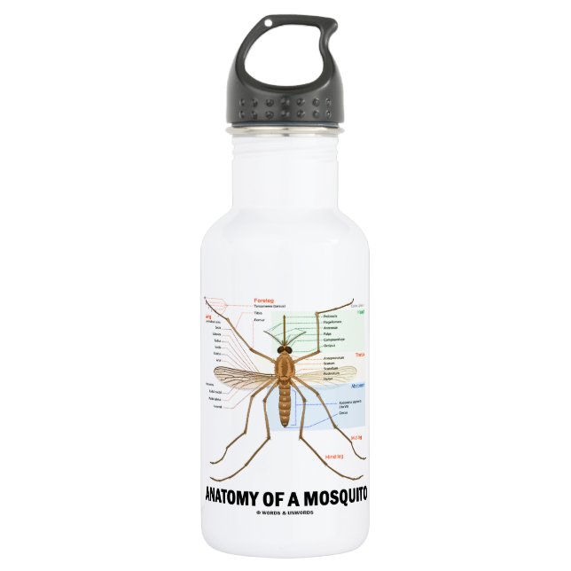 Anatomy Of A Mosquito (Entomology) Water Bottle (Front)