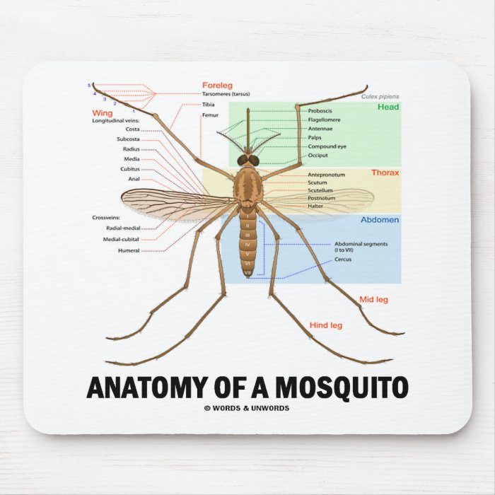 Anatomy Of A Mosquito Mousepads