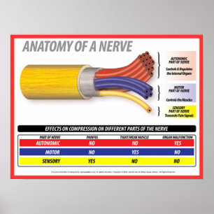 Anatomy of A Nerve 2015 Poster