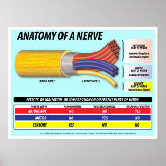 Anatomy of a Nerve 2016 Edition Poster