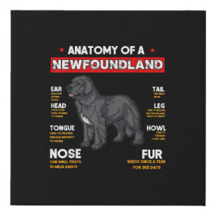 Anatomy Of A Newfoundland Dogs Lovers Faux Canvas Print