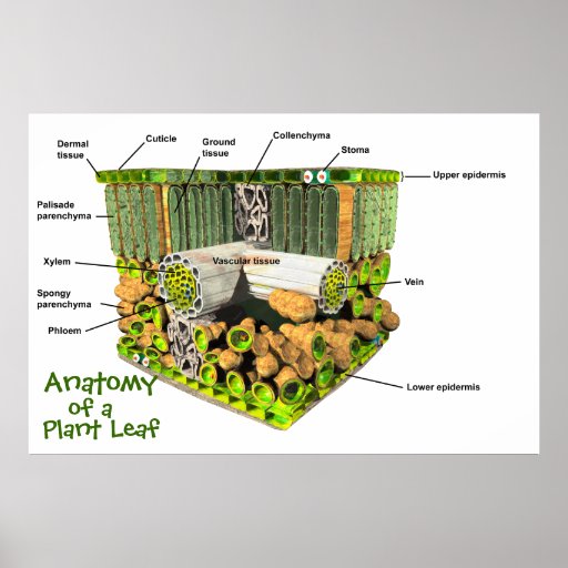 Anatomy of a Plant Leaf poster | Zazzle