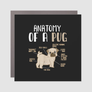 Anatomy Of A Pug Breed Dog Pet Hound Lover Car Magnet