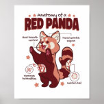 Anatomy of a Red Panda Animal Lover Poster<br><div class="desc">Anatomy of a Red Panda design that’s just right any animal lover who really enjoys watching red pandas.</div>