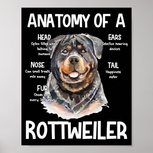 Anatomy Of A Rottweiler For Dog Lovers Poster