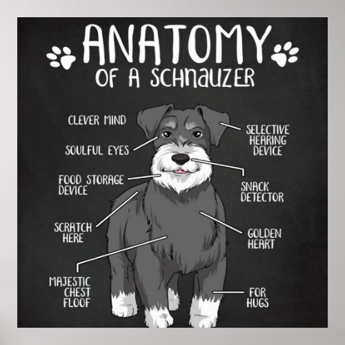 Anatomy Of A Schnauzer Cute Dog Poster
