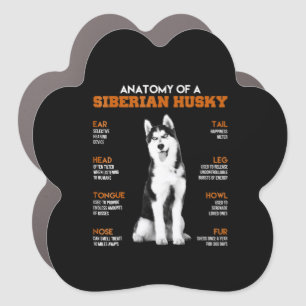 Anatomy of a Siberian Husky dogs funny Art Car Magnet