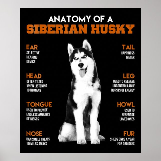 Anatomy of a Siberian Husky dogs funny Art Poster (Front)