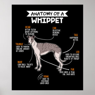 anatomy of a whippet dog poster