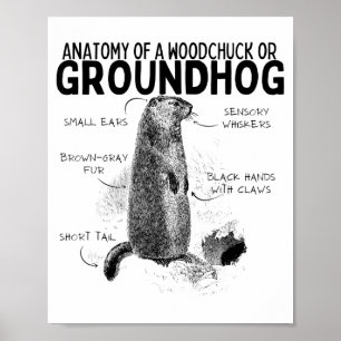 Anatomy Of A Woodchuck Or Groundhog Funny Animal R Poster