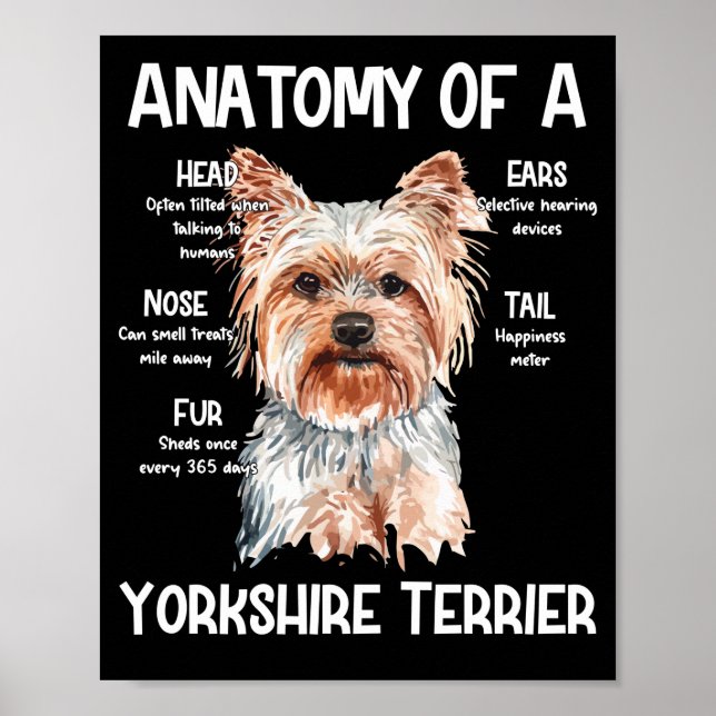 Anatomy Of A Yorkshire Terrier For Dog Lovers Poster (Front)