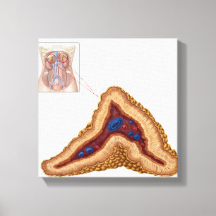 Anatomy Of Adrenal Gland, Transverse Section Canvas Print