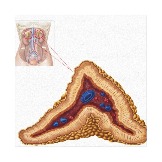 anatomy of the adrenal gland anatomy of the adrenal gland