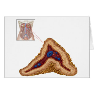Anatomy Of Adrenal Gland, Transverse Section Cards