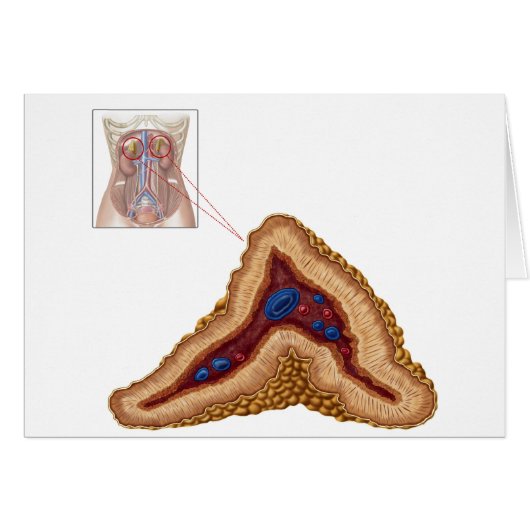 Anatomy Of Adrenal Gland, Transverse Section Cards (Front Horizontal)