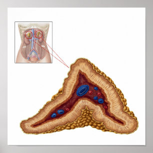 Anatomy Of Adrenal Gland, Transverse Section Poster