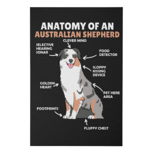 Anatomy Of An Australian Shepherd Sweet Dogs Faux Canvas Print
