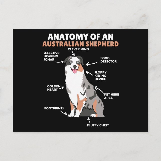 Anatomy Of An Australian Shepherd Sweet Dogs Postcard (Front)