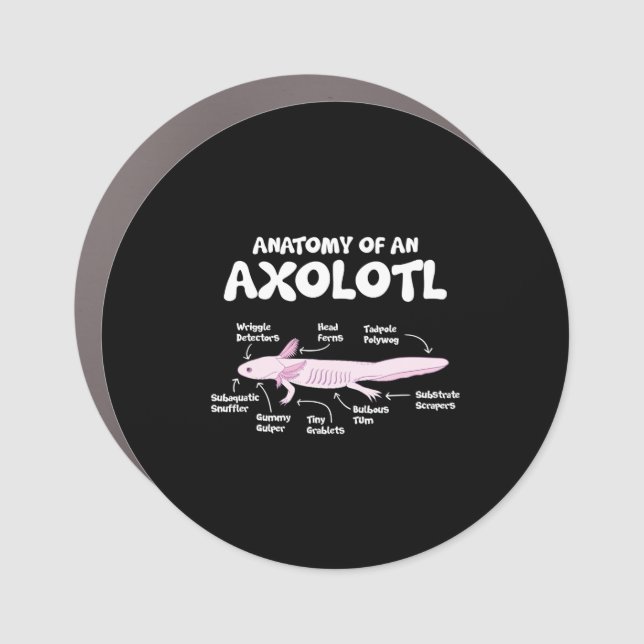 anatomy of an axolotl  axolotls biology science car magnet (Front)