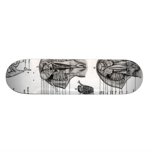 Anatomy of an Oct8pus Skateboard Deck | Zazzle