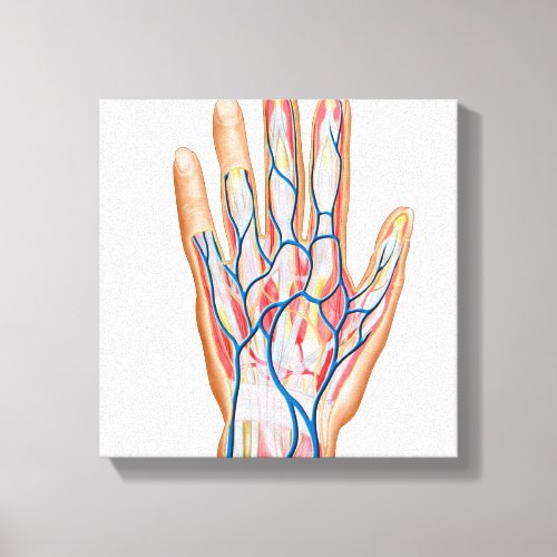 Anatomy Of Back Of Human Hand Canvas Print