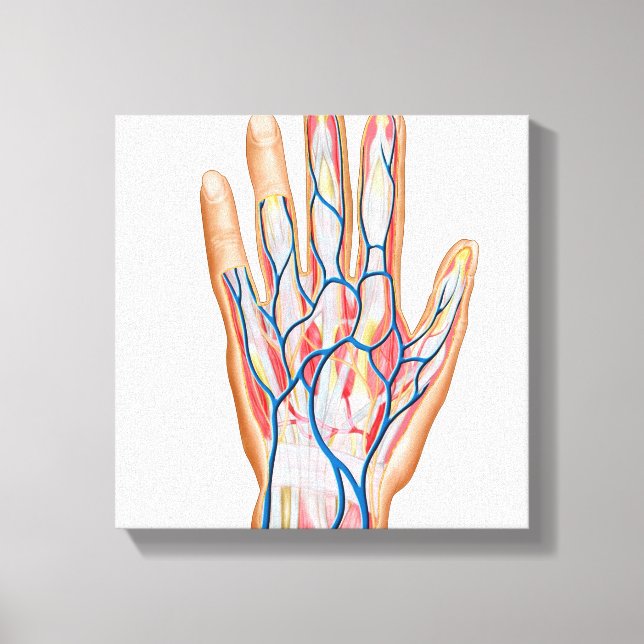 Anatomy Of Back Of Human Hand Canvas Print (Front)