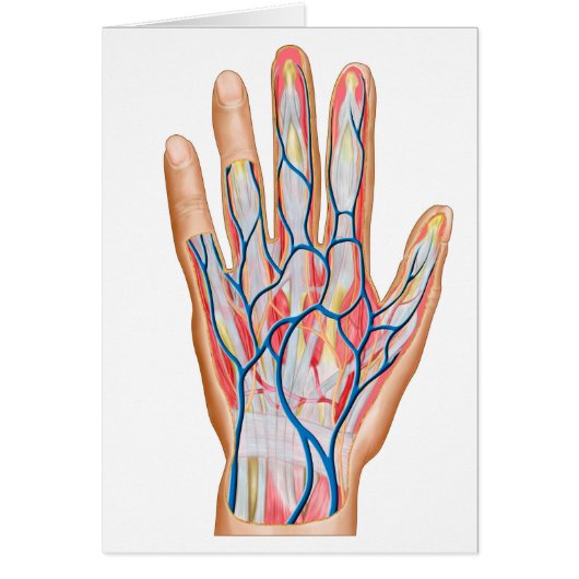 Anatomy Of Back Of Human Hand Cards (Front)