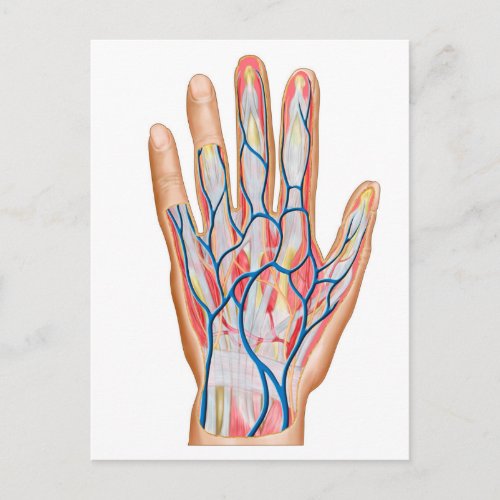 Anatomy Of Back Of Human Hand Postcard